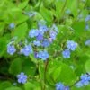 Brunnera Macrophylla - Kaukasus-Vergißmeinnicht