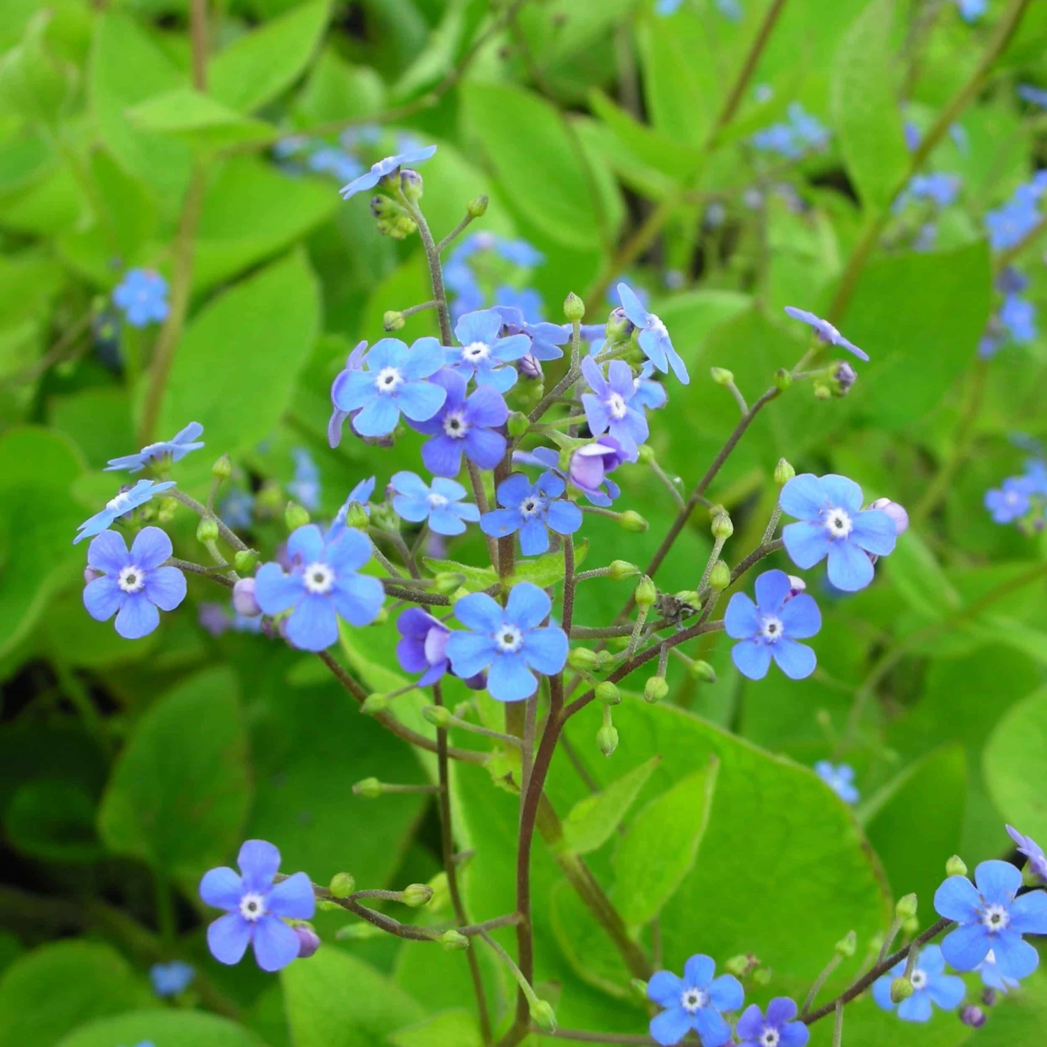 Brunnera Macrophylla - Kaukasus-Vergißmeinnicht