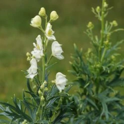 Aconitum Napellus 'Album' - Eisenhut