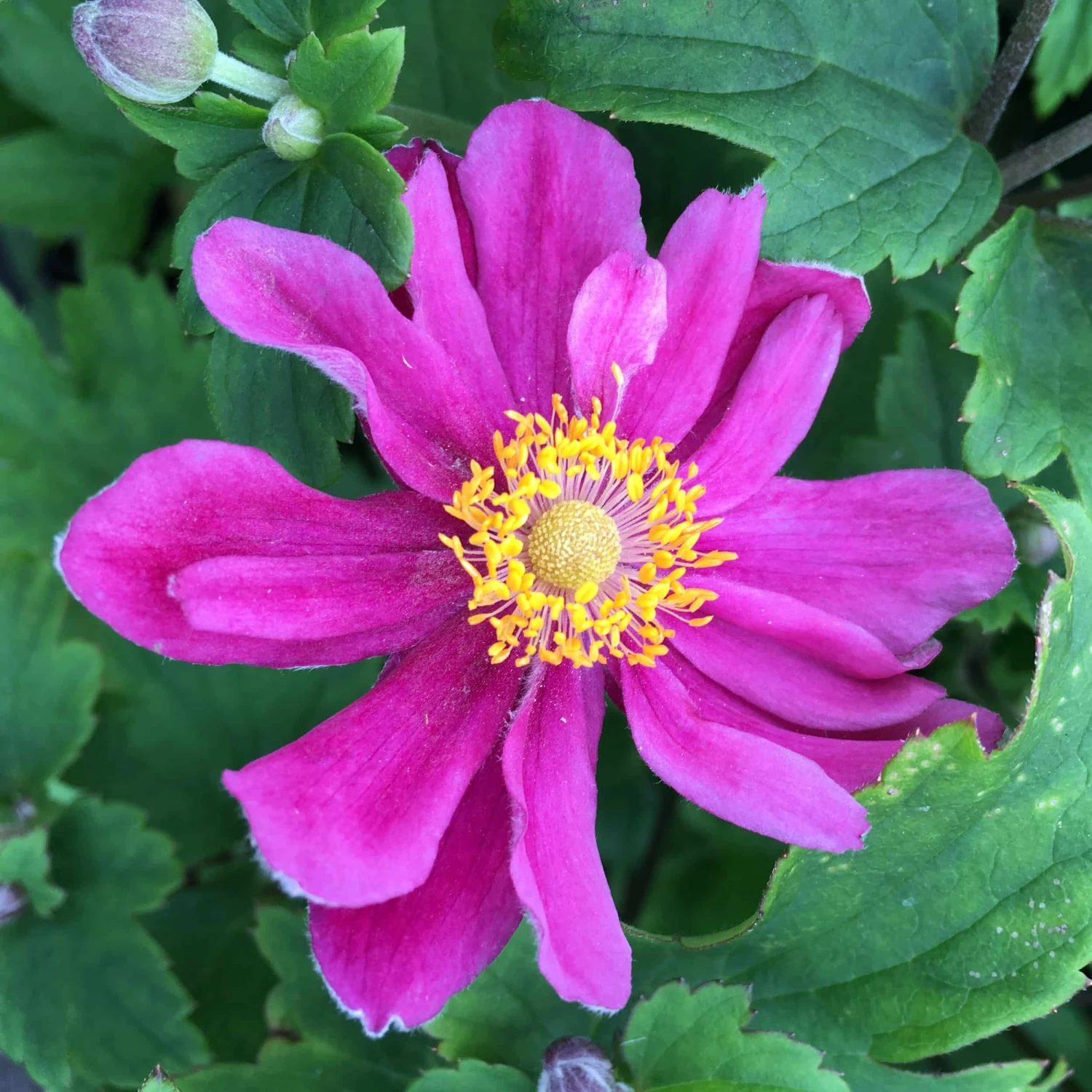Anemone Japonica-Hybr. 'Pamina' - Herbstanemone – Bild 2