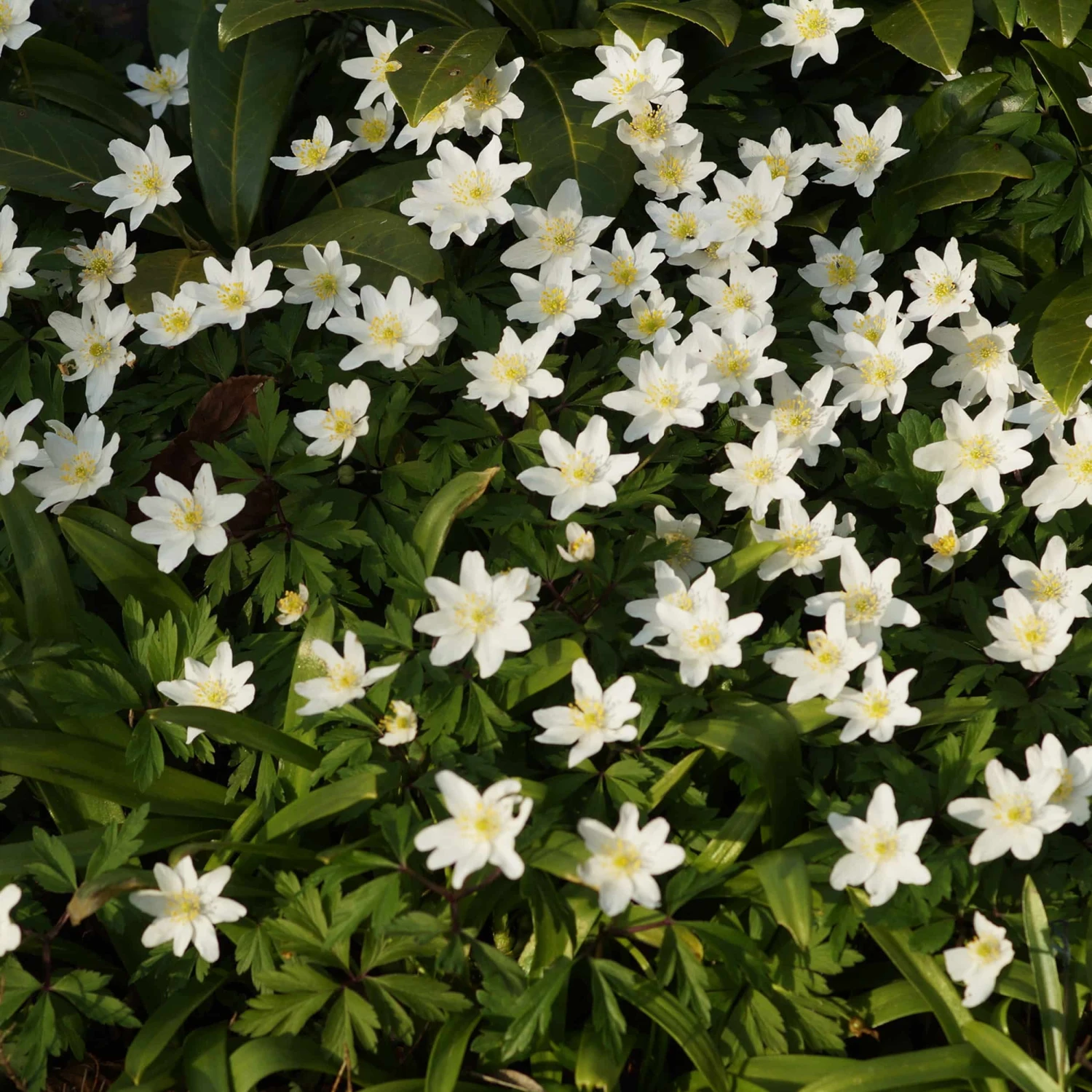 Anemone Nemorosa - Buschwindröschen