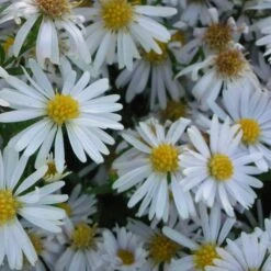 Aster Dumosus-Hybr. 'Apollo' - Kissenaster