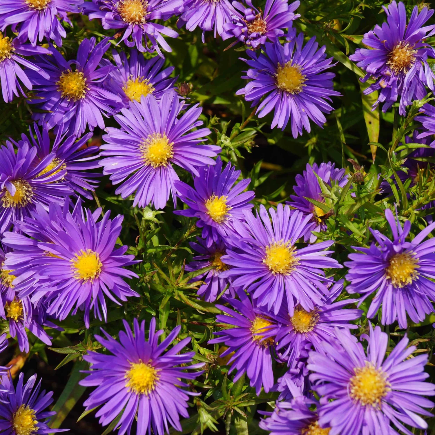 Aster Dumosus-Hybr. 'Blaue Lagune' - Kissenaster