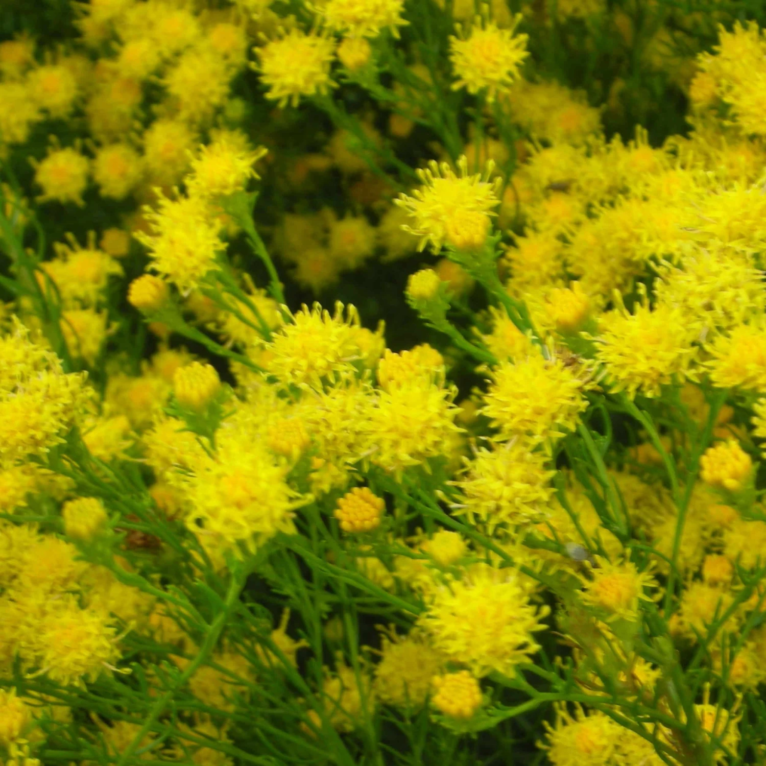 Aster Linosyris - Goldhaaraster