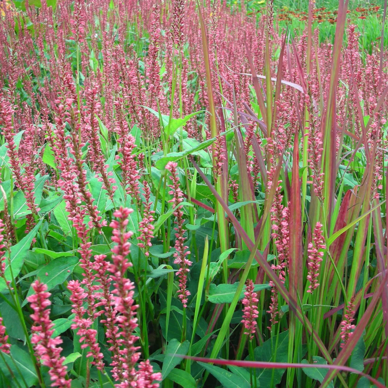 Bistorta Amplexicaulis 'Firedance' - Kerzenknöterich – Bild 3