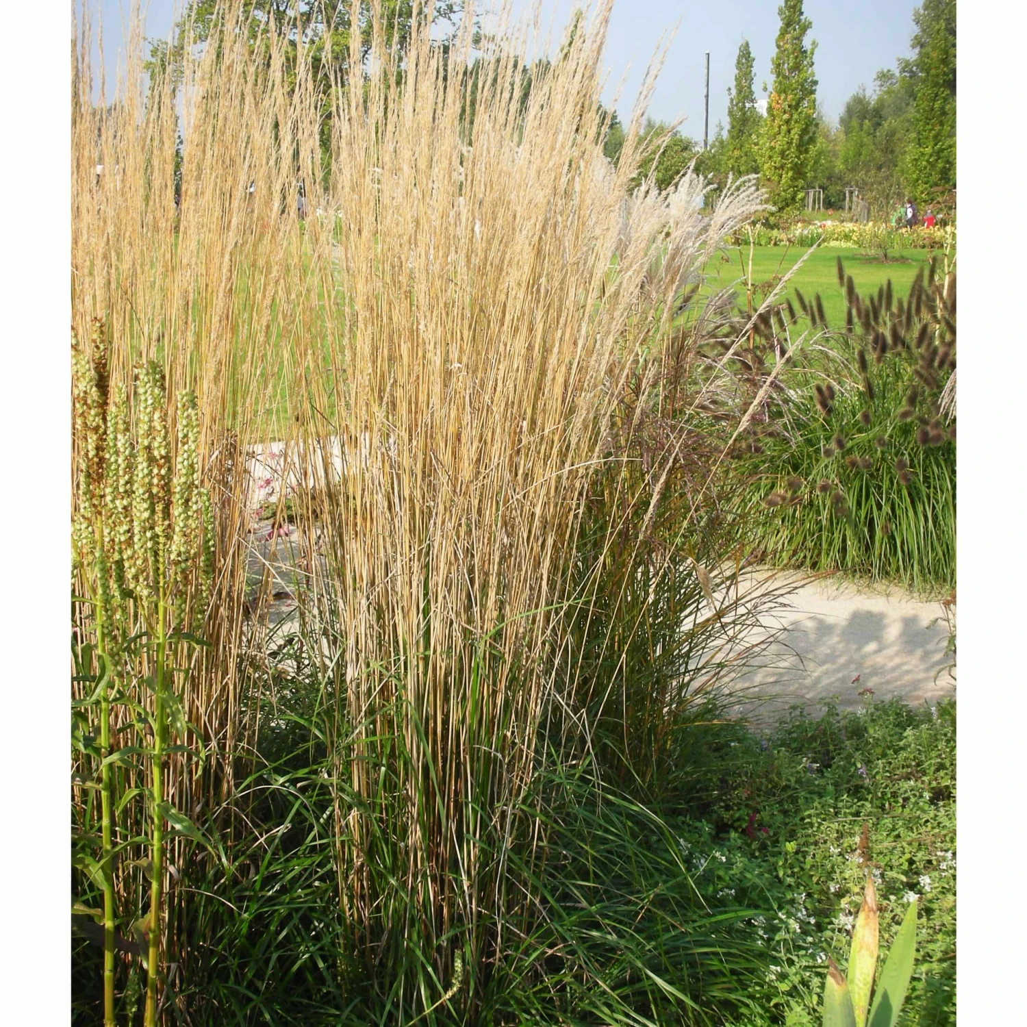 Calamagrostis X Acutiflora 'Karl Foerster' - Reitgras – Bild 2