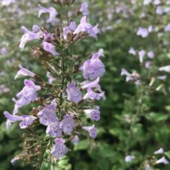 Calamintha Nepeta 'Blue Cloud' - Kleinblütige Bergminze
