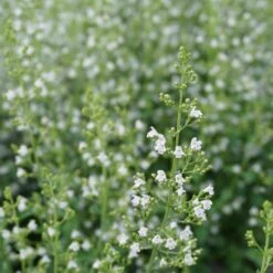 Calamintha Nepeta 'Triumphator' - Bergminze