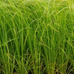 Carex Acuta - Zierliche Segge
