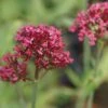 Centranthus Ruber 'Coccineus' - Garten-Spornblume