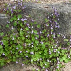 Cymbalaria Muralis - Mauer-Zimbelkraut
