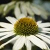 Echinacea Purpurea 'Alba' - Weißer Sonnenhut