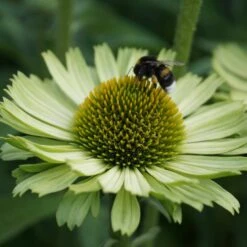 Echinacea Purpurea 'Green Jewel'® - Grüner Sonnenhut