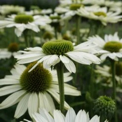 Echinacea Purpurea 'Virgin'® - Weißer Sonnenhut