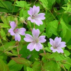 Geranium Nodosum - Knotiger Bergwald-Storchschnabel