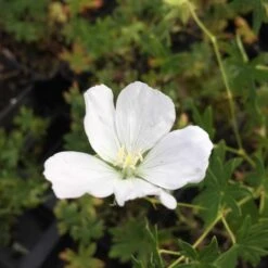 Geranium Sanguineum 'Album' - Blutstorchschnabel