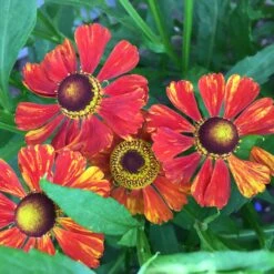 Helenium Hybride 'Baudirektor Linne' - Sonnenbraut