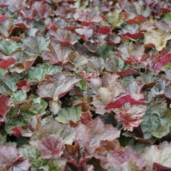 Heuchera Micrantha 'Palace Purple' - Purpurglöckchen