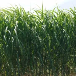 Miscanthus Giganteus 'Aksel Olsen' - Riesen-Chinaschilf