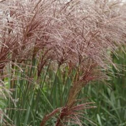 Miscanthus Sinensis 'Malepartus' - Chinaschilf