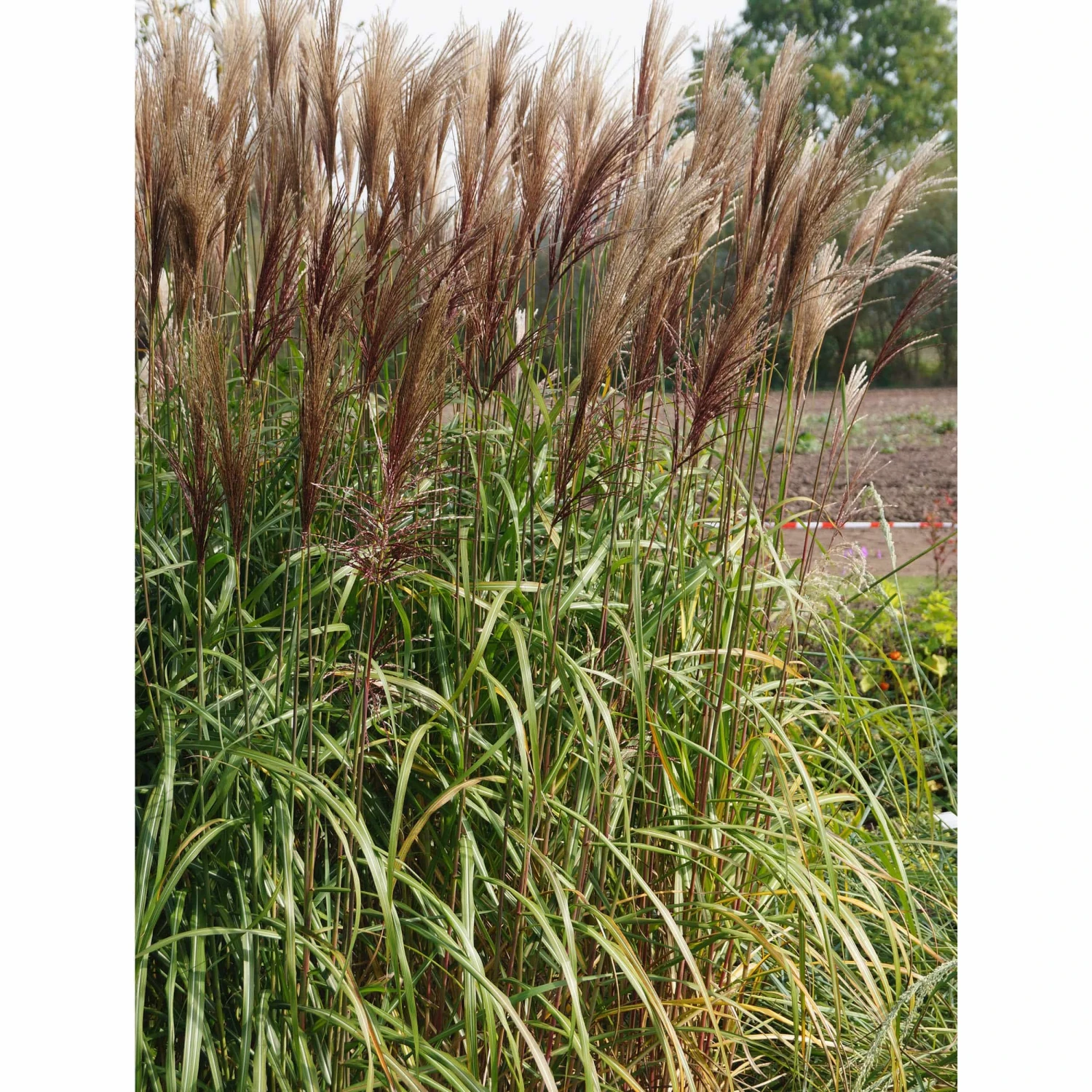 Miscanthus Sinensis 'Malepartus' - Chinaschilf – Bild 2