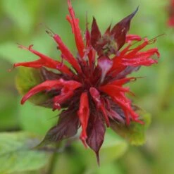 Monarda Didyma - Goldmelisse
