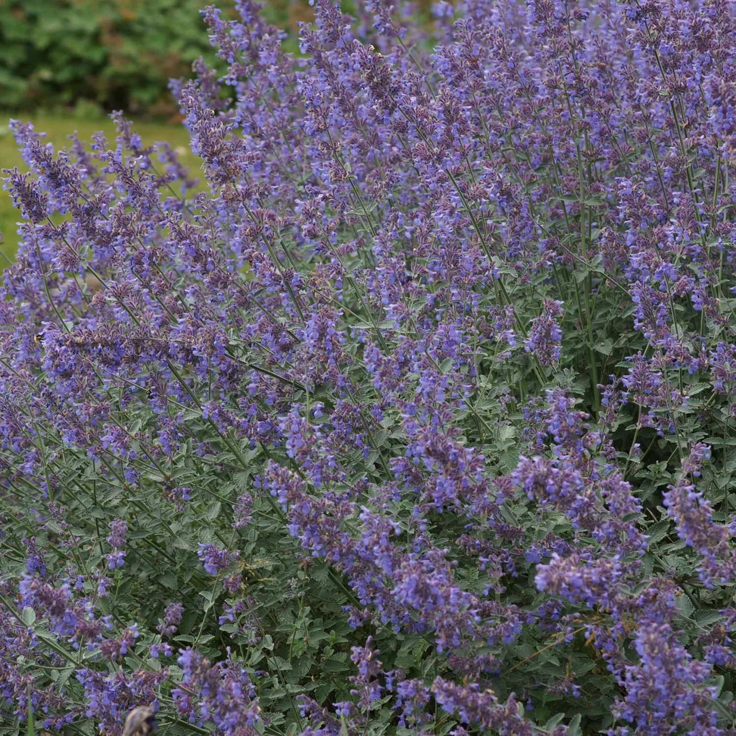 Nepeta X Faassenii 'Six Hills Giant' - Katzenminze
