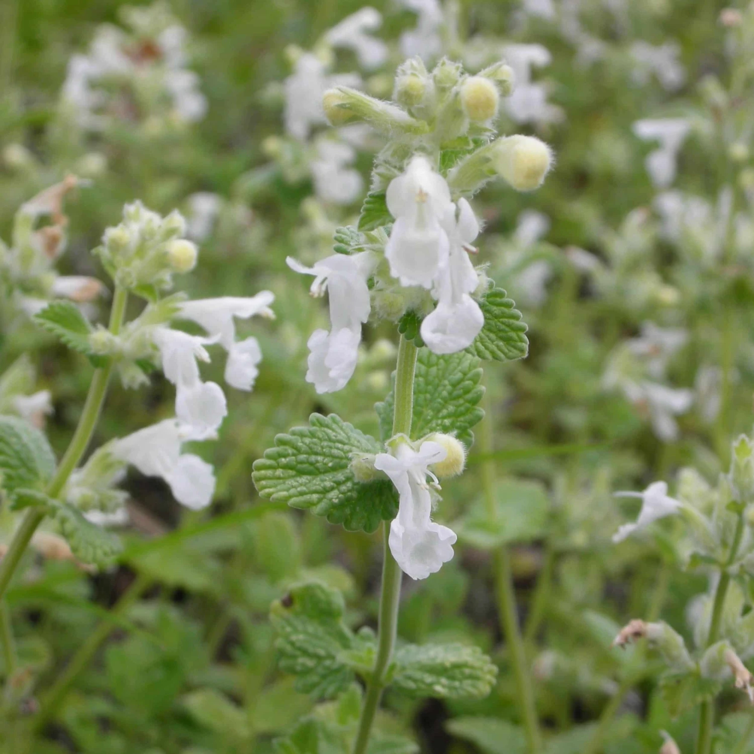 Nepeta X Faassenii 'Snowflake' - Weiße Katzenminze – Bild 2