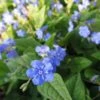 Omphalodes Verna - Frühlings-Gedenkemein