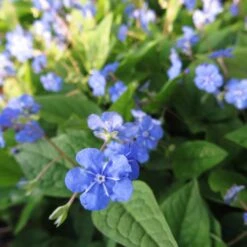 Omphalodes Verna - Frühlings-Gedenkemein