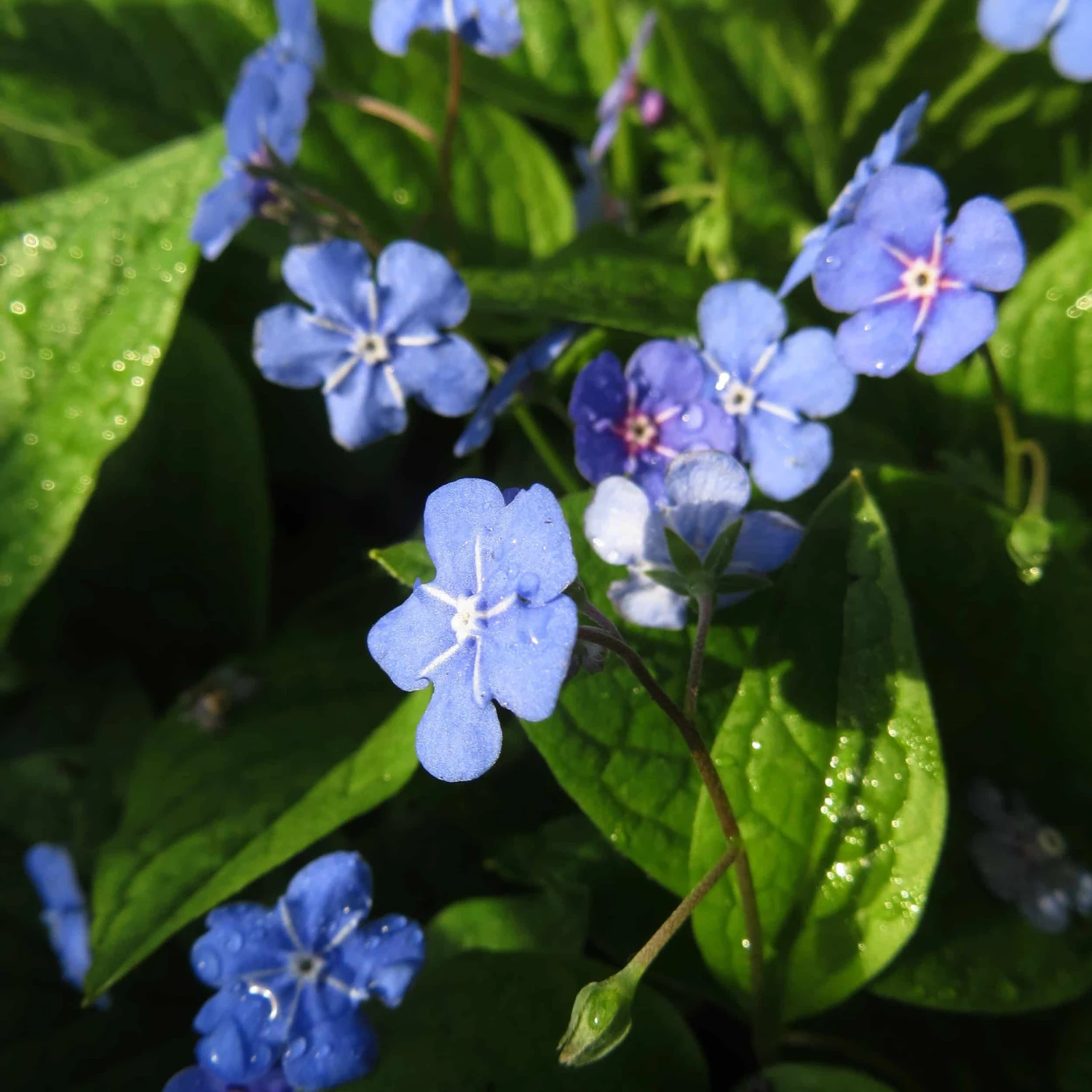 Omphalodes Verna - Frühlings-Gedenkemein – Bild 2
