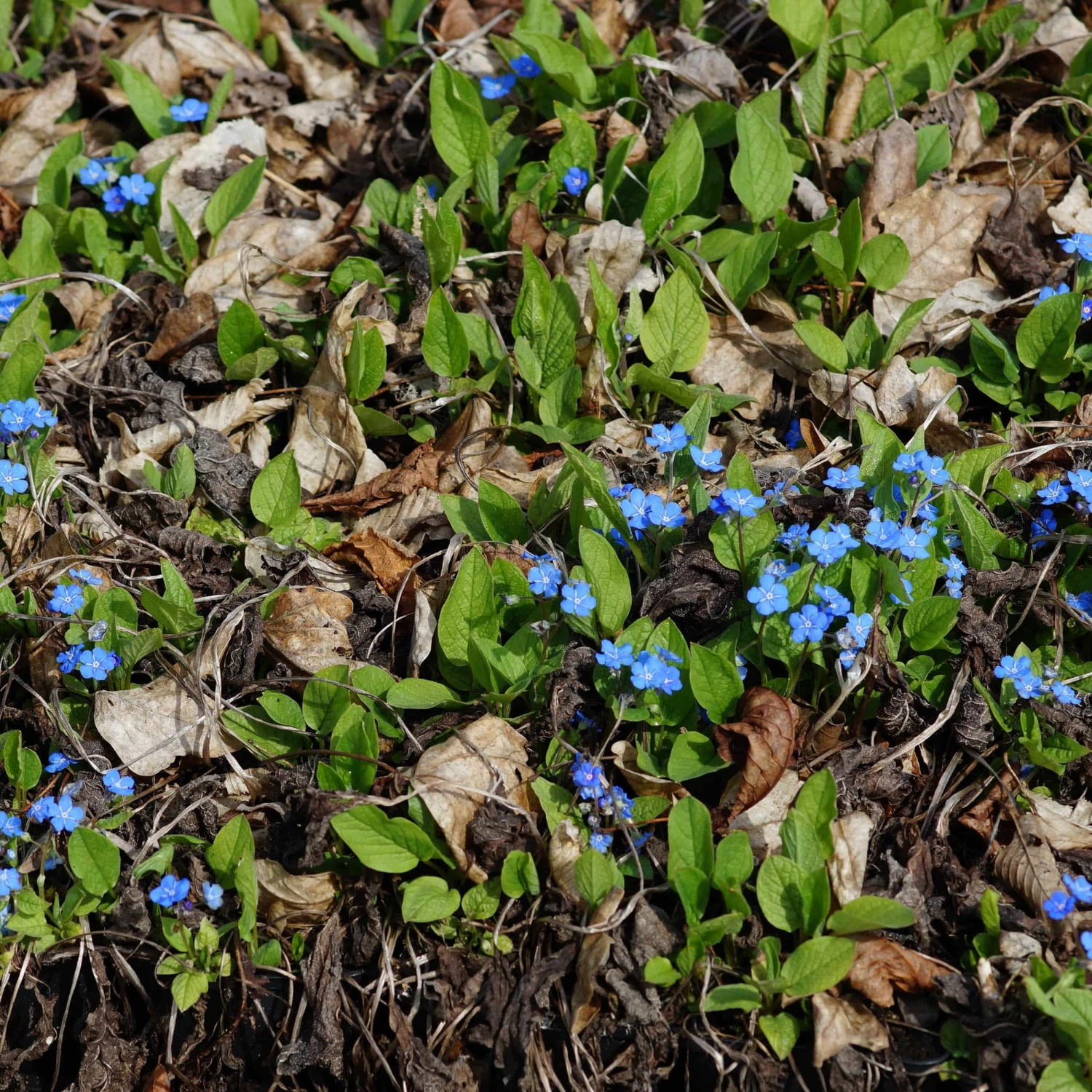 Omphalodes Verna - Frühlings-Gedenkemein – Bild 3