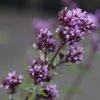Origanum Laevigatum 'Herrenhausen' - Blumen-Dost
