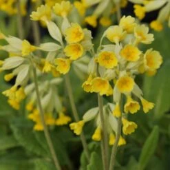Primula Veris - Echte Schlüsselblume