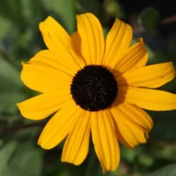 Rudbeckia Fulgida Var. Sullivantii 'Goldsturm' - Sonnenhut