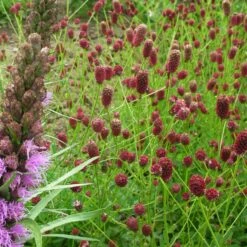Sanguisorba Officinalis 'Tanna' - Purpur-Wiesenknopf