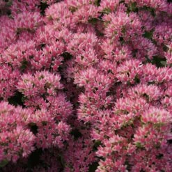 Sedum Telephium-Hybr. 'Herbstfreude' - Hohe Fetthenne