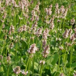 Stachys Monnieri 'Rosea' - Dichtblütiger Ziest
