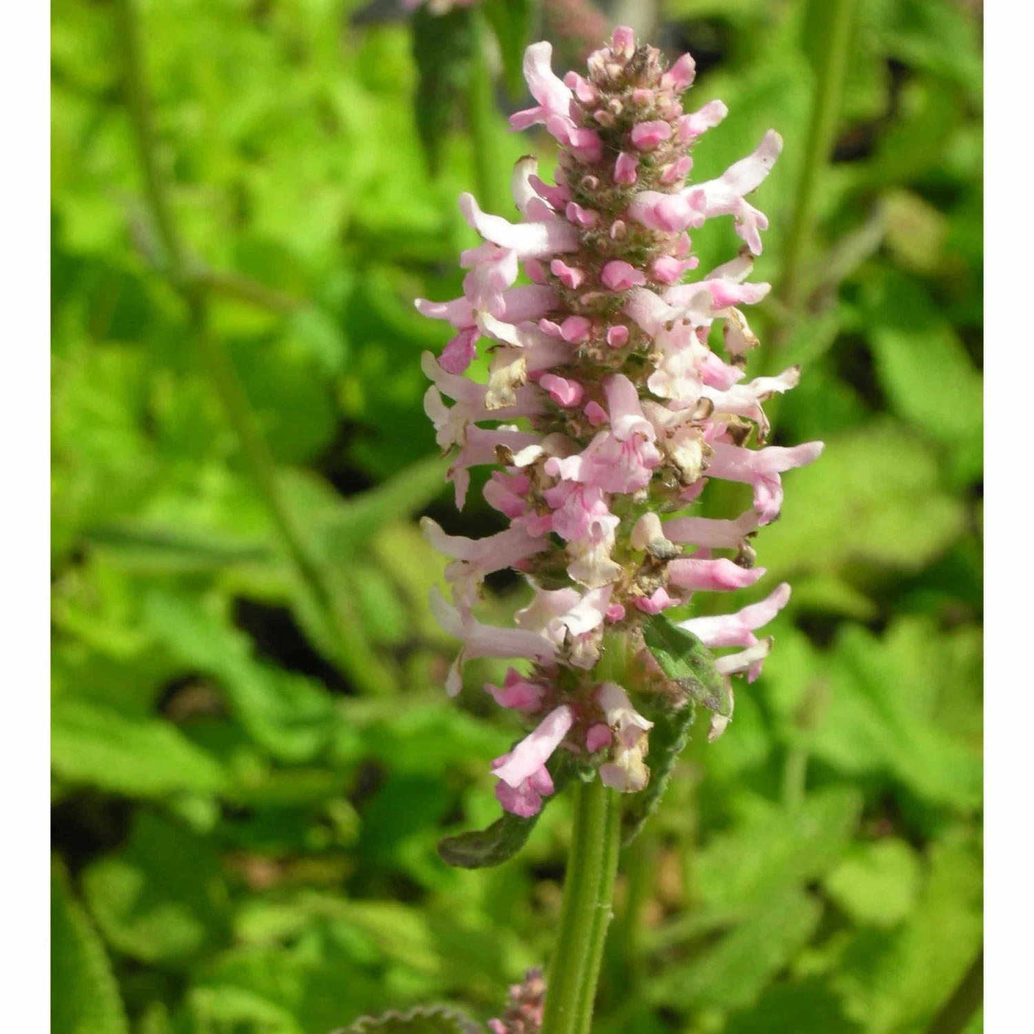 Stachys Monnieri 'Rosea' - Dichtblütiger Ziest – Bild 2