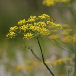 Foeniculum Vulgare - Fenchel
