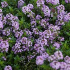 Thymus Longicaulis Ssp.odoratus - Kaskaden-Thymian