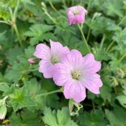 Geranium Hybride 'Dreamland' ® - Storchschnabel