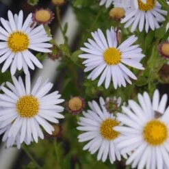 Kalimeris Incisa 'Madiva' - Schönaster