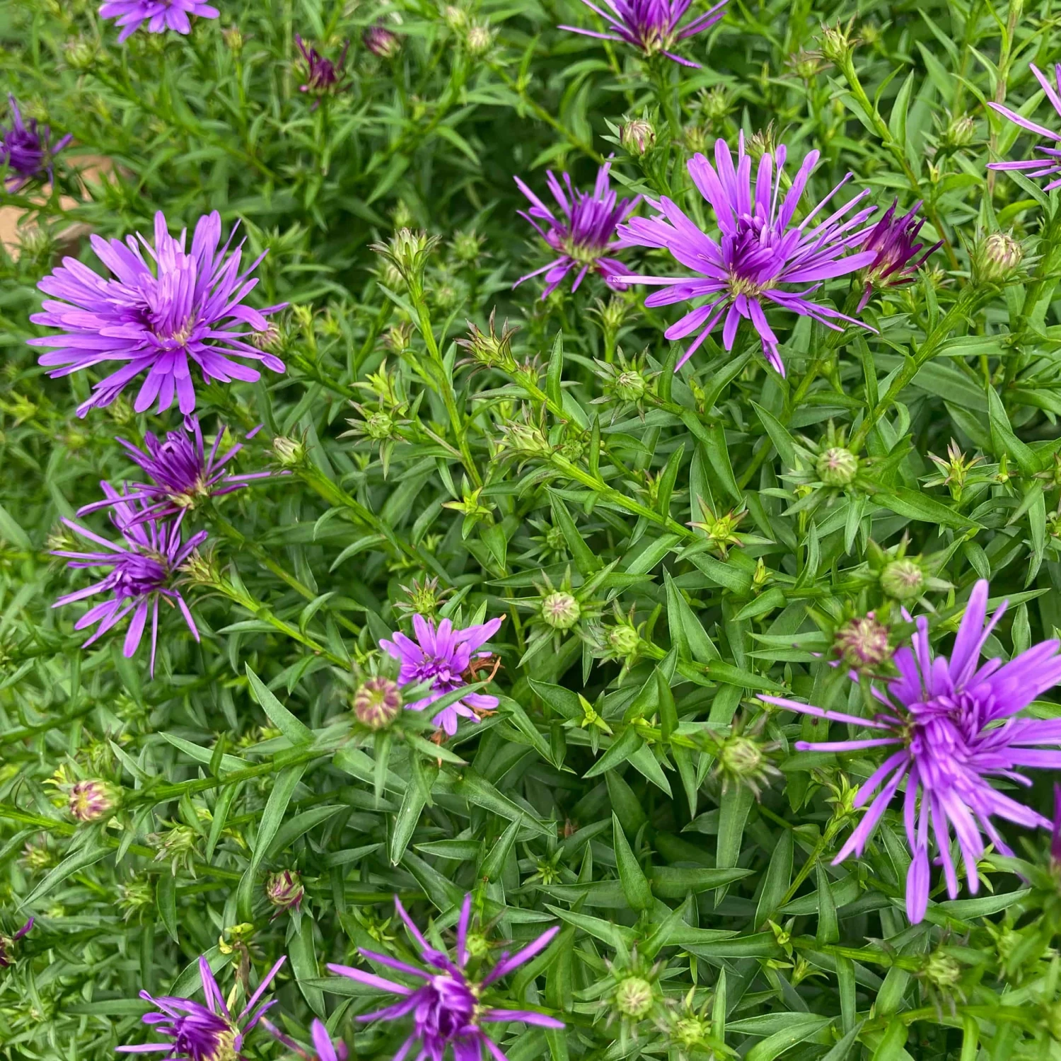 Aster Dumosus-Hybr. 'Blaue Lagune' - Kissenaster – Bild 2