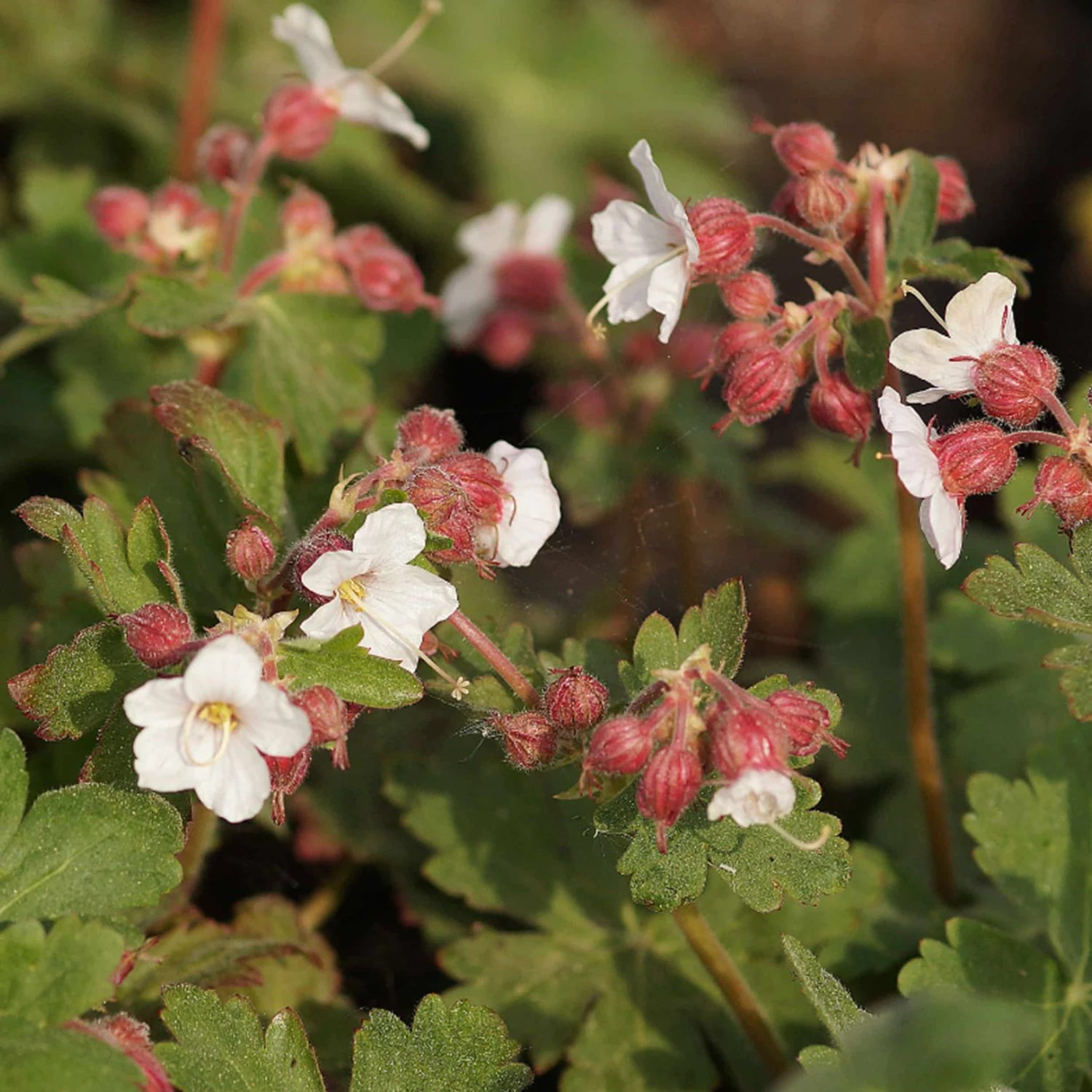 Geranium Macrorrhizum 'Spessart' - Balkan-Storchschnabel – Bild 2