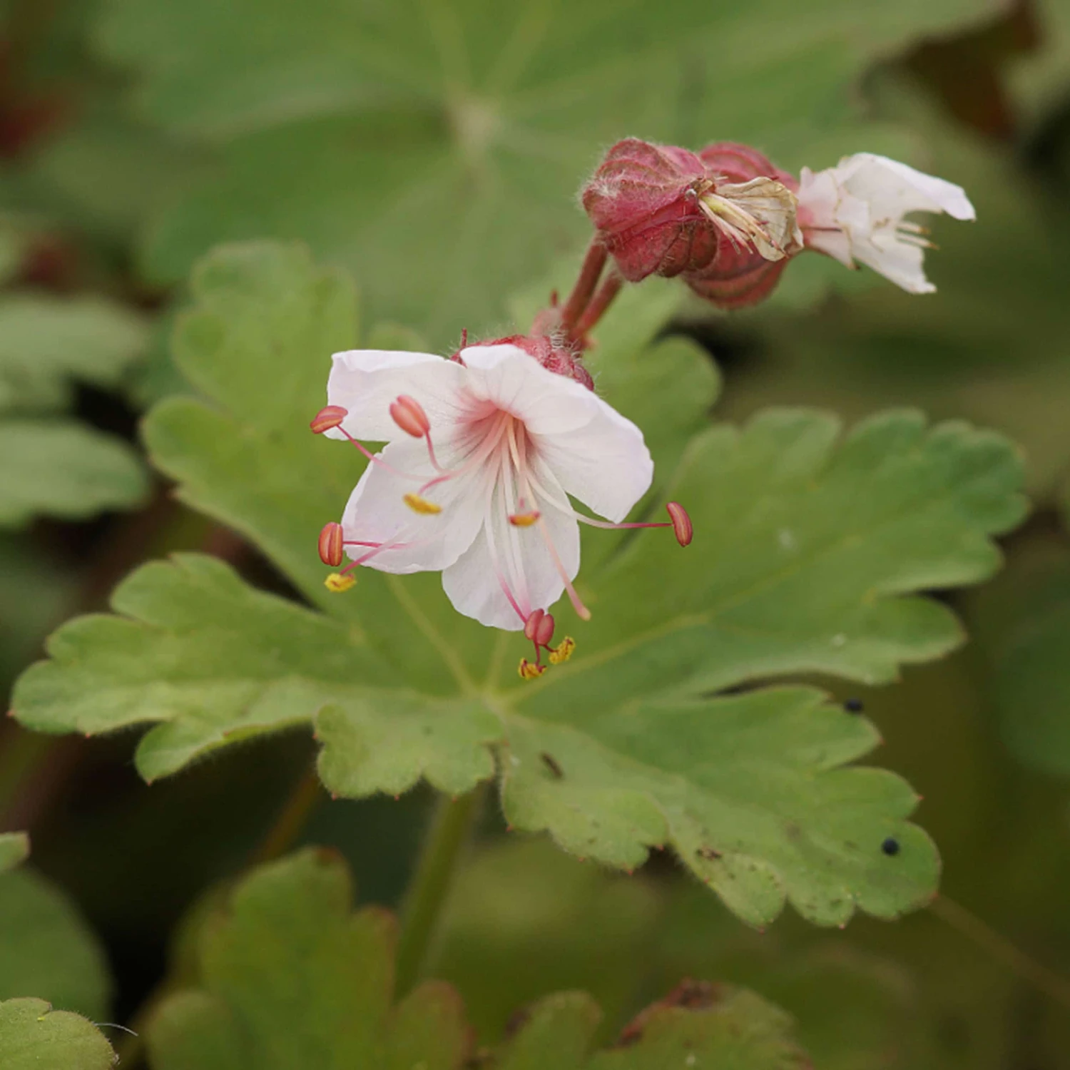Geranium Macrorrhizum 'Spessart' - Balkan-Storchschnabel – Bild 3