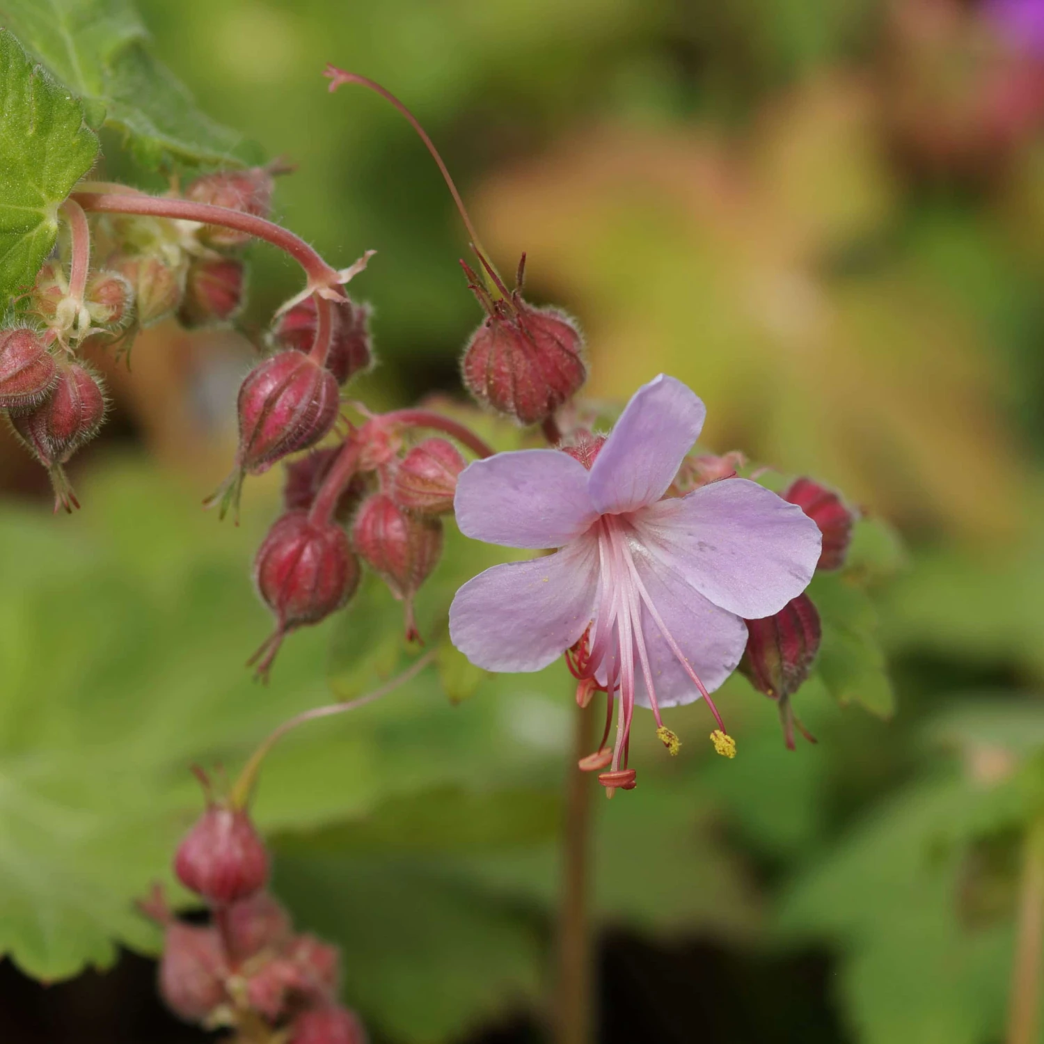 Geranium Macrorrhizum 'Ingwersen' - Balkan-Storchschnabel