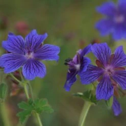 Geranium Magnificum - Pracht-Storchschnabel
