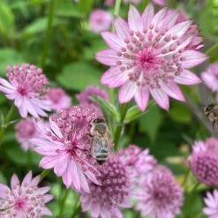 Astrantia Major 'Roma' ® - Sterndolde Im 9er Topf