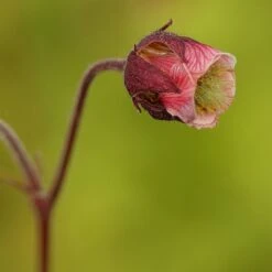 Geum Rivale - Bachnelkenwurz